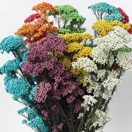 Fleurs décoratives éternes de fleur de riz sec éternel têtes de fleur