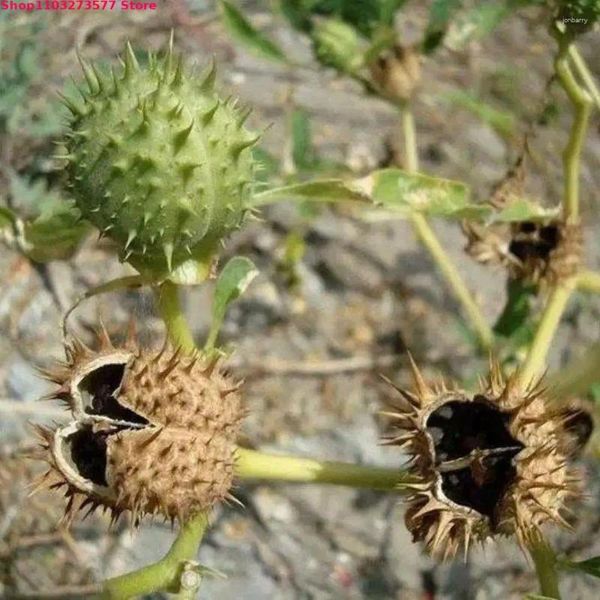 Flores decorativas de alta calidad a granel natural dura seca fragante