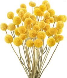 Fleurs décoratives naturelles séchées, boules de Craspedia Billy, parfaites pour les arrangements floraux, décoration de mariage, grand Vase jaune pour la maison