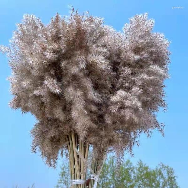 Fleurs décoratives Herbe de pampa séchée naturelle Bouquet de roseaux Colorés Beaux accessoires Décoration de cadeau de mariage pour la maison de Noël Phragmites