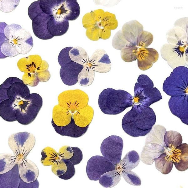 Fleurs décoratives Original Pensée Porte Décoration Guirlande Naturel Séché Pour Enfants Artisanat Livraison Gratuite 1 Lot / 120 Pcs