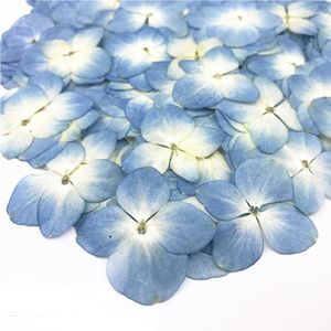 Decoratieve bloemen originaal gedroogd hortensia geperste bloemgeschenken voor decor sieraden armband materiaal gratis verzending 100 van