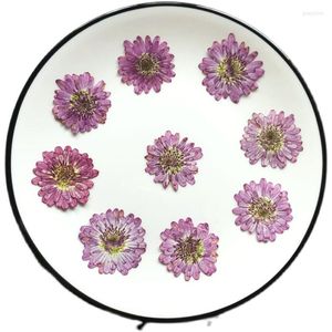 Fleurs décoratives pressées séchées Double pétale Pericallis Hybrida fleur herbier pour Nail Art maquillage bijoux signet coque de téléphone carte bricolage