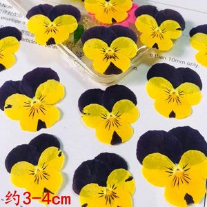 Decoratieve bloemen Gedrukt gedroogde vioolviola tricolor L. Flower Plants Herbarium voor sieraden ansichtkaart Bookmark Telefoon hoes maken DIY