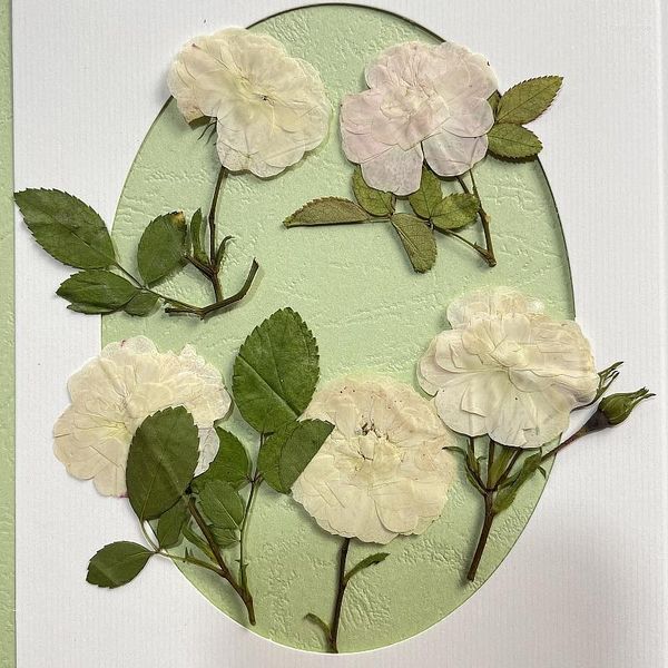 Flores decorativas Flor de rosa blanca prensada y seca con herbario de hoja de tallo para arte de uñas Maquillaje Joyería Po Marco Marcador Tarjeta de caja de teléfono