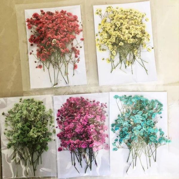 Fleurs décoratives Real Gypsophila Pressed Plantes séchées Herbier pour la résine Making Post Carte Cate Téléphone Craft DIY