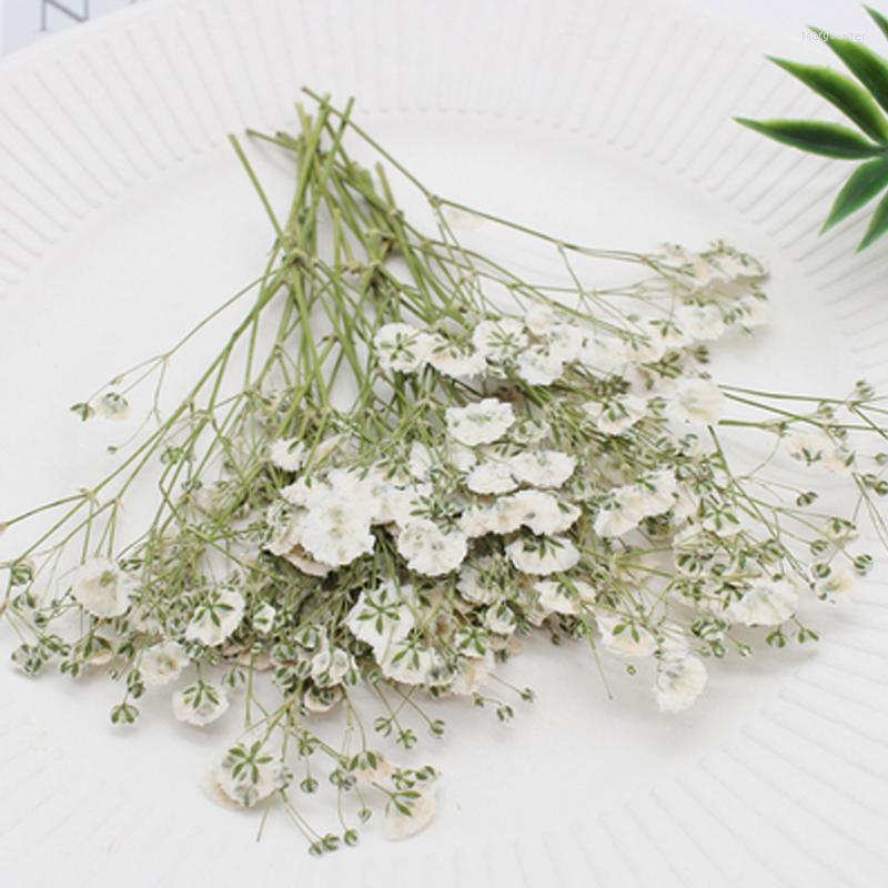 Dekoratif Çiçekler Beyaz Gypsophila satan büyük yaprakları kurutulmuş 3D süsler için preslenmiş çiçek 20pcs ücretsiz sevkiyat