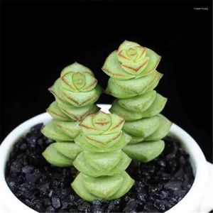 Flores decorativas plantas suculentas simuladas bonsai eceveria purpusorum sin trapo de flor flor artificial florbona arbusto cactus