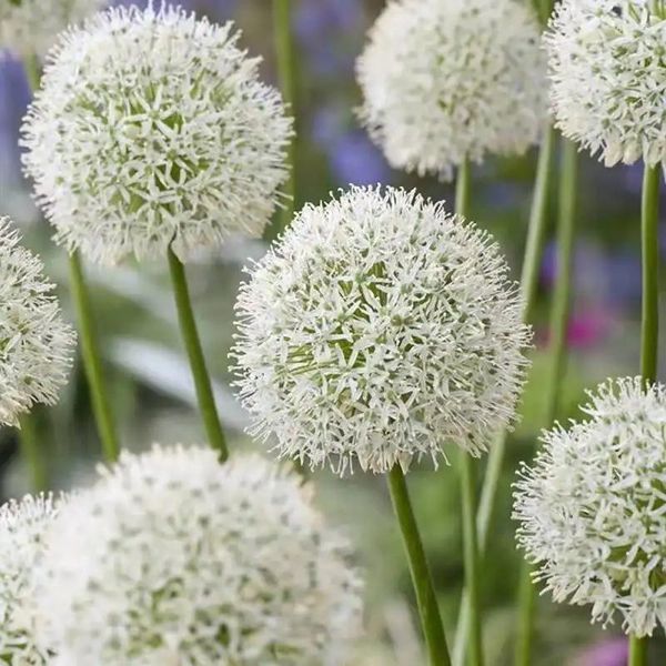 Flores decorativas Simuladas Blanco Grande Rojo Verde Cebolla Bola Plantas Artificiales Bonsai Allium Giganteum Fiesta en casa Decoración de la boda