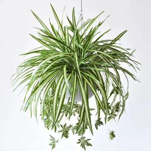 Decoratieve bloemen Simulatie van kunstmatige Chlorophytum-muurmaterialen Witgerande extra grote kerstbollen