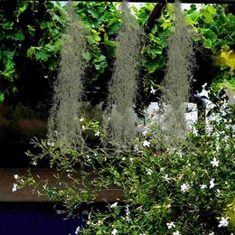 Fleurs décoratives mousse espagnole pour plantes en pot simulées vigne suspendue Garland Flowerpot Landage