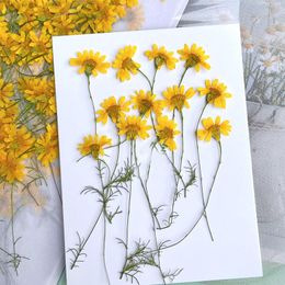 Fleurs décoratives Chrysanthème Unique Fleur Séchée Avec Tige Pour Art Spécimens Plantes 100 Pcs Livraison Gratuite