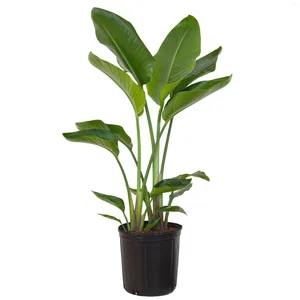 Fleurs décoratives United Nursery Live White Bird of Paradise Plant 26-32 pouces de hauteur dans un pot de cultivateur de 9,25 pouces