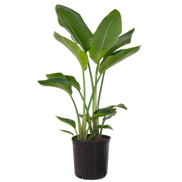 Flores decorativas United Nursery Live White Bird of Paradise Plant 26-32 pulgadas de alto en 9.25 pulgadas de cultivo