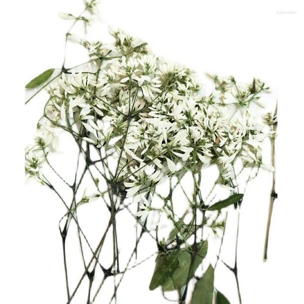 Fleurs décoratives Blanc White Snowflake séché à la colle à la main pour le téléphone mobile Matière de bricolage 100pcs Envoi gratuit