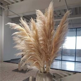 Fleurs décoratives couronnes 100pcs mariage pampas herbe grande taille moelleuse pour la maison décor de Noël plantes naturelles fleur séchée blanche dhthe