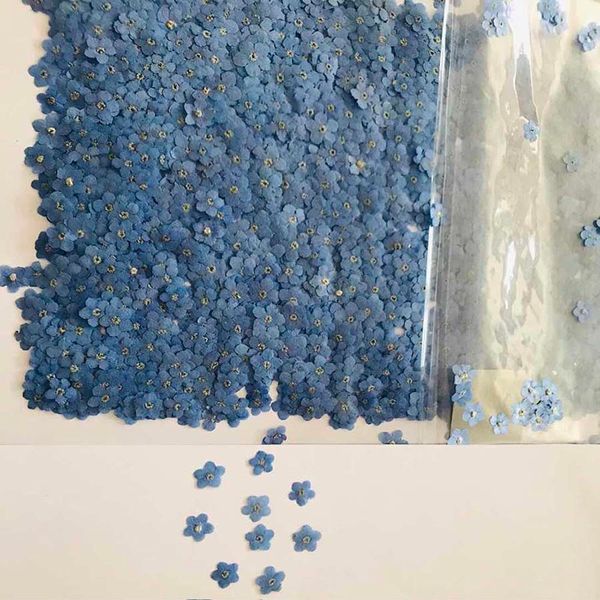 Couronnes de fleurs décoratives 120pcs Pressé Séché Naturel Mini Bleu Myosotis Sylvatica Forgetmenot Fleur Plante Herbier Pour Bijoux Téléphone Cas Nailart DIY 230227