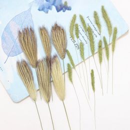 Guirnaldas de flores decorativas 12 unids/lote 6-13 cm hoja prensada seca hierba de cola de zorra flor de cola de perro hierba de cerdas verde Natural para marco