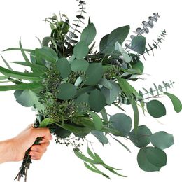 Guirnaldas de flores decorativas 12 piezas de hojas de eucalipto secas reales mixtas tallos de ramas de dólar de plata preservadas para jarrones arreglos florales 230808
