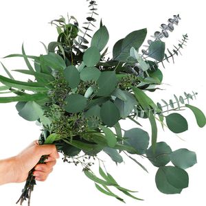 Decoratieve bloemen kransen 12 stks gemengde echte gedroogde eucalyptus bladeren stengels bewaarde zilveren dollar takken boeketten voor vaas bloemen arrangementen 230814