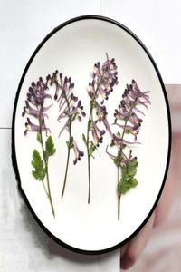 Decoratieve bloemen Kransen 1 Tag geperste gedroogde Corydalis edulis Maxim Flower Herbarium voor nail art Make -up sieraden Bookmark Phon7034835