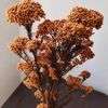 زهور الزهور أكاليل 50 جرام طبيعية الدخن فاكهة مجففة الزهرة حديقة الاصطناعية الديكور في الهواء الطلق بوهو ديكور العروس بامباسديكوري