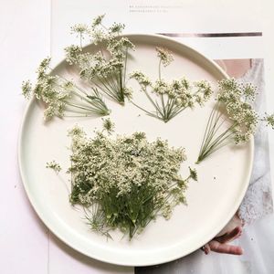 Couronnes de fleurs décoratives 50pcs pressé séché naturel blanc multi-tête Ammi Majus fleur plante herbier pour bijoux carte postale carte d'invitation signet bricolage 221118