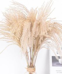 Декоративные цветы венки 50 шт. настоящие сушеные маленькие пампасные травы свадебный букет натуральных растений декор дома Phragmites1192572