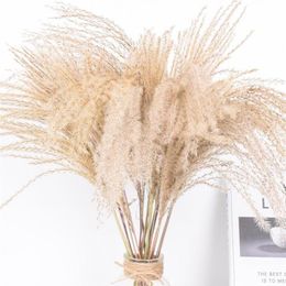 Decoratieve Bloemen Kransen 50 Stuks Echte Gedroogde Kleine Pampas Gras Bruiloft Bloem Bos Natuurlijke Planten Decor Thuis Phragmites231j