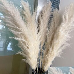 Decoratieve bloemen Kransen 80 cm Pampas Grass Grote super pluizig Natuurlijk gedroogd boeket Decor Cr￨me Kleur Kleur Bruiloft Decoraties Christus Dho5a