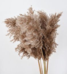 Decoratieve bloemen kransen middelste stuk decor natuurlijk gedroogd riet planten bruiloft bloembos pampas tableau gras decoratie phr4381822