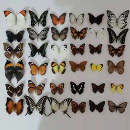Objets décoratifs Figurines 10-50 pièces Rhopalocera naturel non monté/Le Papillon/spécimen de papillon œuvre d'art matériel décor 230926