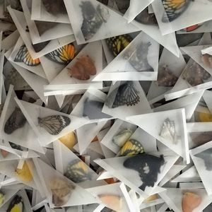 Figuras de objetos decorativos, 10 Uds., especímenes de mariposas reales sin alas extendidas, materiales de fabricación de práctica DIY 230131