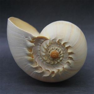 Objets décoratifs Figurines 17-19cm Coquille de conque naturelle Grand escargot de mer jaune Décoration d'aquarium Aménagement paysager Succulentes Ornements créatifs Cadeaux 230626