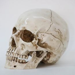 Objetos decorativos Figuritas 1 Unids Modelo de Cabeza de Esqueleto Artesanía de Resina Cráneo Estatuas de Alta Calidad Esculturas Réplica Decoración de Cráneo Prop Halloween Decoración del Hogar 231130