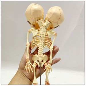 Objets Décoratifs Figurines 37cm Humain Double Tête Bébé Crâne Squelette Anatomie Cerveau Affichage Étude Enseignement Modèle Anatomique Halloween Bar Ornement 230508