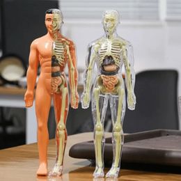 Decoratieve Objecten Beeldjes 3d Menselijk Lichaam Torso Model Voor Kid Anatomie Skelet Bouw Diy Orgel Montage 231009