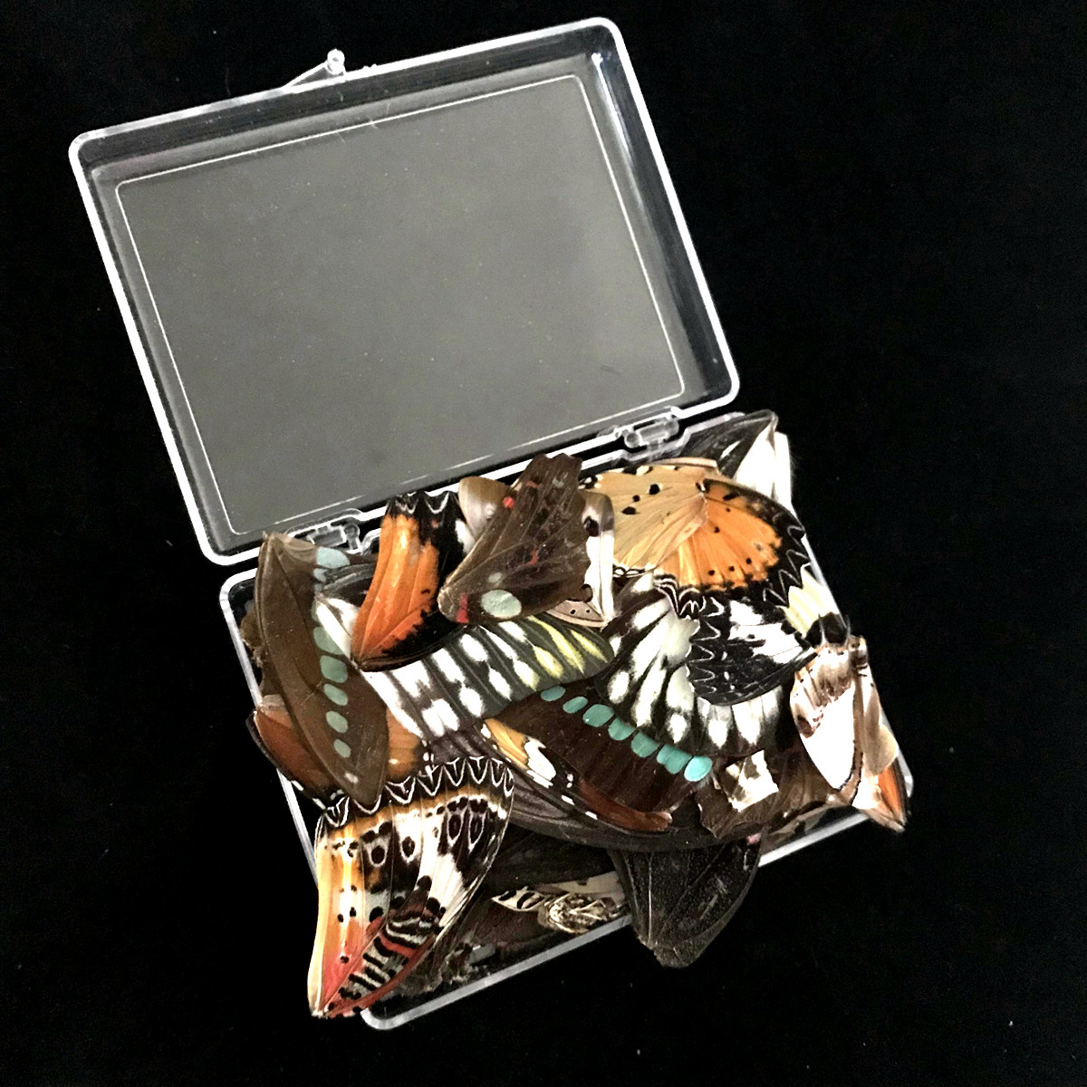 الأشياء الزخرفية التماثيل 50pcs تعيين عينات طبيعية حقيقية أجنحة الفراشة المجوهرات المجوهرات