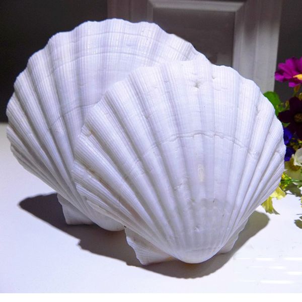 Objets décoratifs Figurines 6pcs Natural White Conch Sea Coquille de mer Blanche de pétoncle pour décoration ou cadeau 230816 pour la décoration ou cadeau 230816