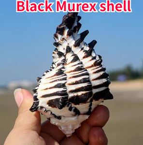 Decoratieve objecten Figurines Black Murex Shell Natural Conch Shell Specimen Home Decoratie Ornament Beach Decor Sears Beach Decorations for Home 230815