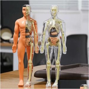 Objets décoratifs Figurines Objets décoratifs Figurines Modèle de torse de corps humain 3D pour enfant anatomie squelette construction bricolage orgue Dhoss