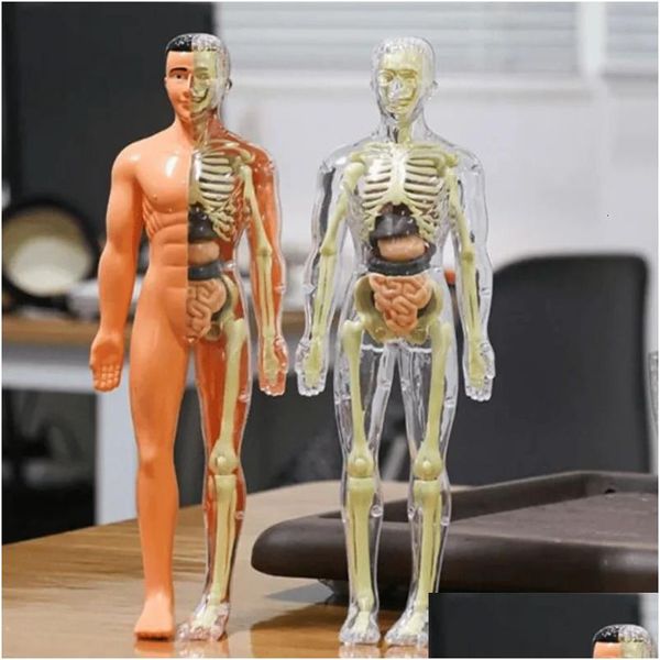 Objetos decorativos Figuras Objetos decorativos Figuras Modelo de torso de cuerpo humano 3D para niños Anatomía Esqueleto Construcción Diy Órgano Dhoss