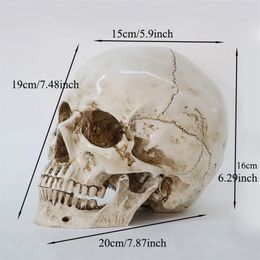 Decoratieve objecten Figurines Model Human Head Model Replica in natuurlijke maat 1 1 Halloween Decoratie Hoge kwaliteit Home Skull 220827