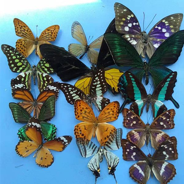 Objetos decorativos Figuras Natural Real Butterfly Muestra Ayuda de enseñanza Equañero Espécimen DIY DIY Muestra de mariposa Variedad opcional 230814