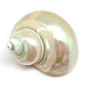Objets décoratifs Figurines Jade blanc poli Turbo Sea Shell Huge Hermit Crab Mother of Pearl Shells House for Dcor Beach Crafts Nautical Decor 230725