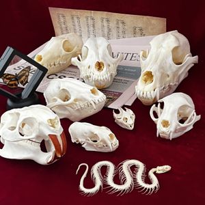 Decoratieve objecten Figurines Real Taxidermy Animal Skull Bones voor Craft Decoration Home Specimen Collectibles Studie Speciale geschenken 230418