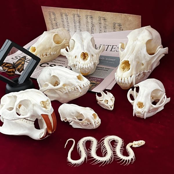 Objets décoratifs Figurines Véritable Taxidermie Animal Crâne Os pour Artisanat Décoration Maison Spécimen Collectibles Étude Cadeaux Spéciaux 230418