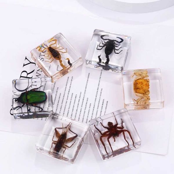 Objetos decorativos Figuras Resina Insecto Espécimen Decoración Modelo Transparente Manual Epoxi Escarabajo Escorpión Cangrejo Escarabajo Araña Ámbar Decoración Y23