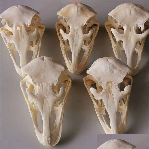 Objets décoratifs Figurines Taxidermy Real Autrrich Skl Animal Spécimens Collectibles Étude 230804 DROP DIVRIR