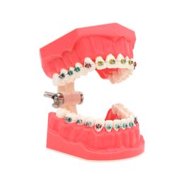 Dentaire 1: 1,2 Modèle de dents dentisterie Enseignement de la dentité Brosse de brossage Pratique pour étudier le modèle d'enseignement M7010-2
